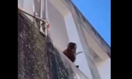 Captan a un mono armado que amenaza a sus vecinos… les robó galletas y jabón