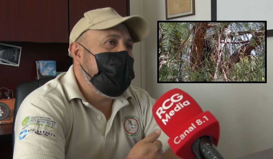 ¡Mira, un oso! Incrementan 20 por ciento avistamientos cerca de sierra de Saltillo