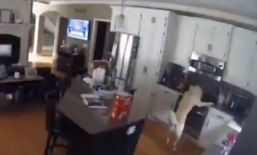 Perrito incendia su casa en Estados Unidos al prender la estufa