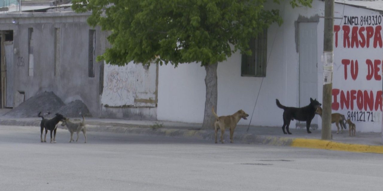 Colonias de Ramos Arizpe reportan alta presencia de perros callejeros
