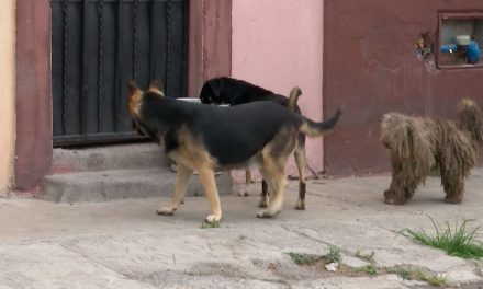 Emiten recomendaciones contra Rickettsiosis; Saltillo tiene el mayor número de muertes con 6 decesos