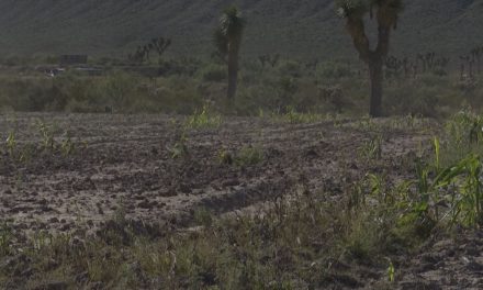 Urge declaración de emergencia y apoyo federal por sequía en campo de Coahuila