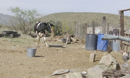 Por la sequía, pérdidas superan los 12 millones de pesos en Ramos Arizpe