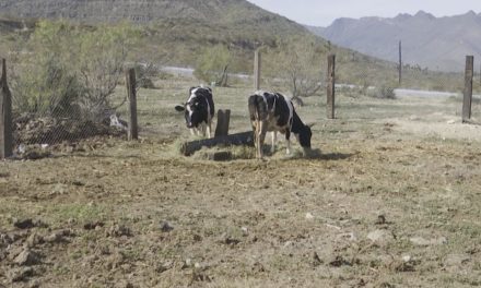 Por la sequía aumenta muerte de ganado en Ramos Arizpe