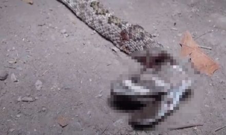 Víbora de cascabel atemoriza a familias en Parras
