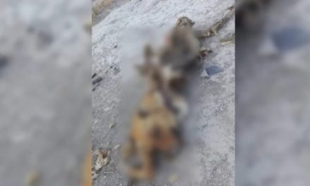 Muere perrita por negligencia y descuido en Parras de la Fuente