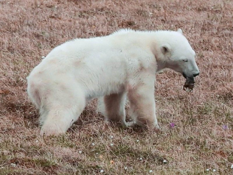 Rescatan a osa polar que deambulaba con lata atorada en su lengua en Moscú