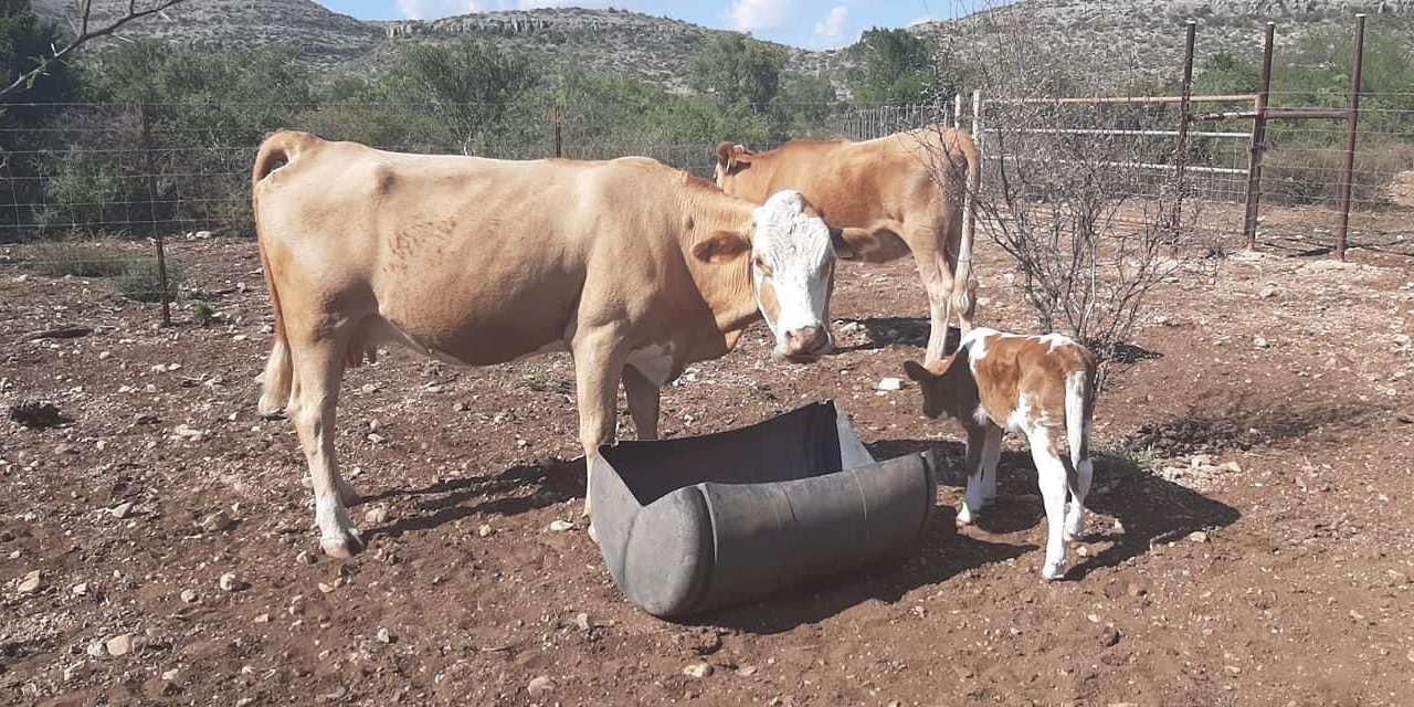 Muere el campo a consecuencia de la sequía en Acuña