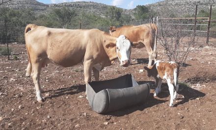 Muere el campo a consecuencia de la sequía en Acuña
