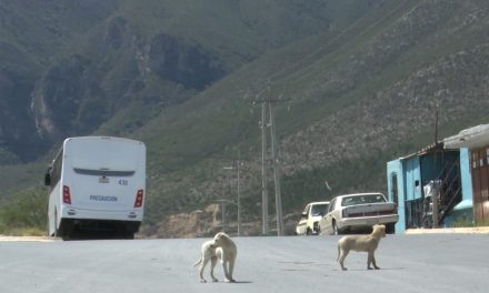 Saltillenses abandonan a mascotas en la serranía