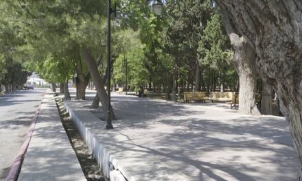 Descartan plaga del gusano descortezador en Alameda de Arteaga