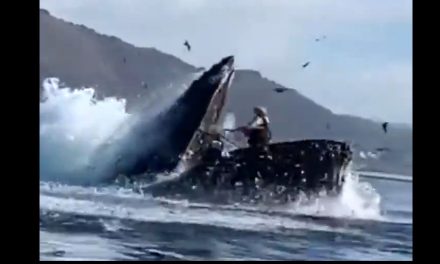 Una ballena jorobada ‘se traga’ a 2 chicas en California (Videos)