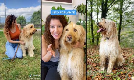 Este perro puede comunicarse en español y tiene casi dos millones de seguidores