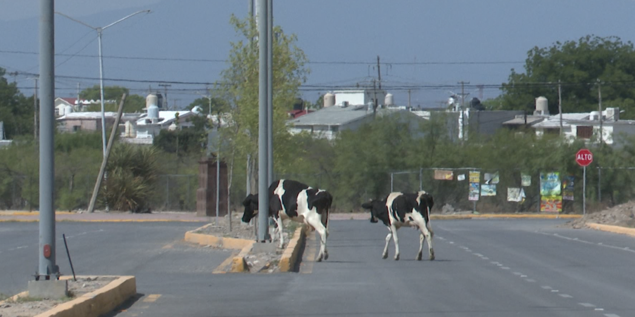 El libramiento de los bueyes en Monclova