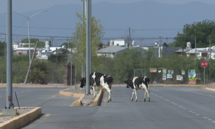El libramiento de los bueyes en Monclova