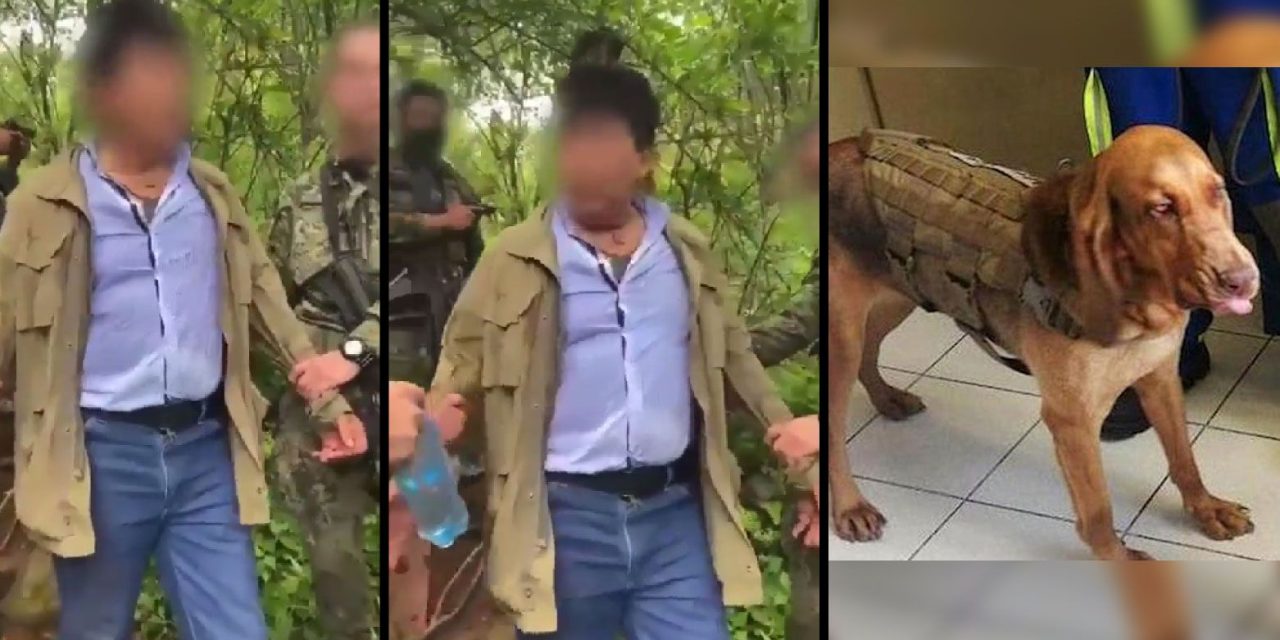 Difunden captura de Caro Quintero: el perro ‘Max’ lo localizó entre matorrales (video)