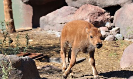 Buscan nombre para el bebé bisonte nacido en el Museo del Desierto