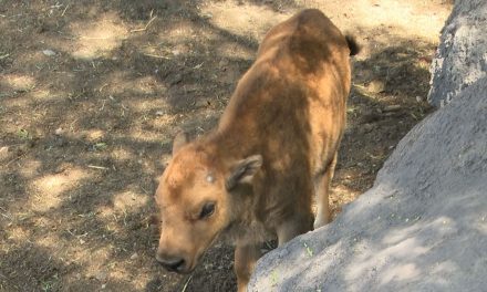 Nace ejemplar de Bisonte Americano en el Museo del Desierto