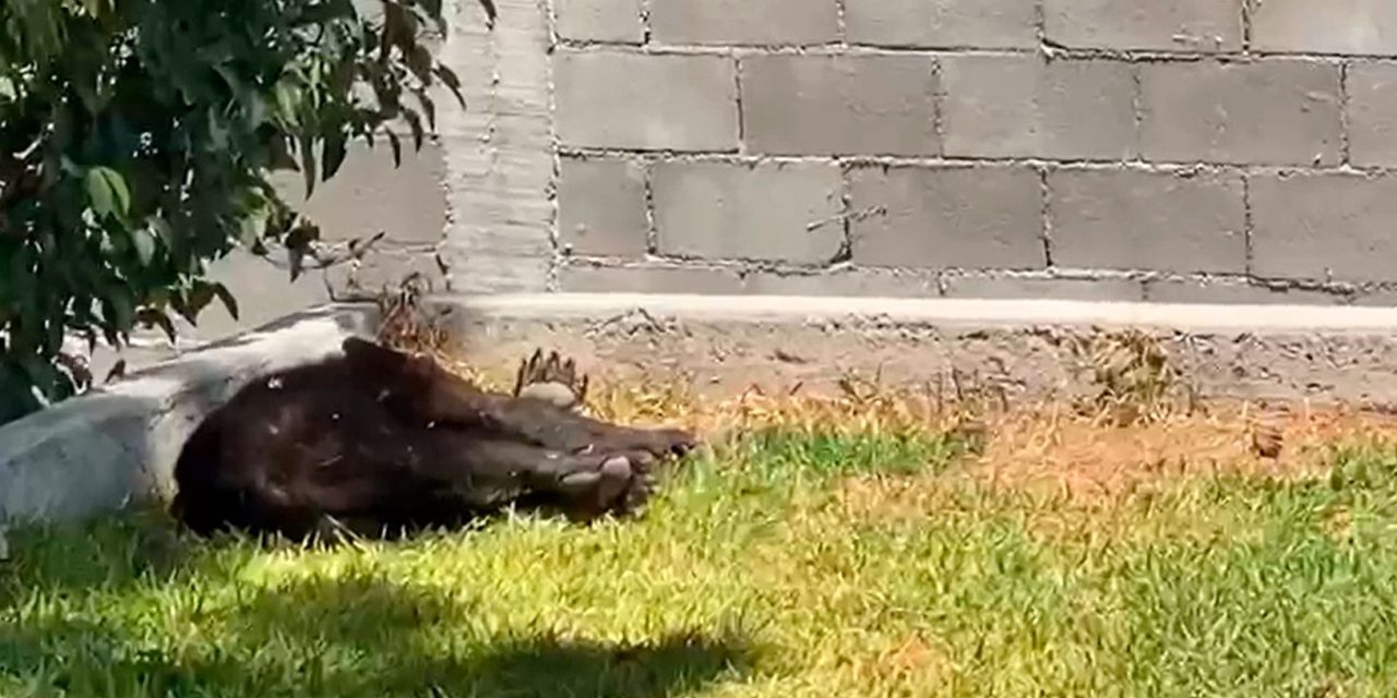 Saltillo: Capturan a oso en la colonia Lomas de Lourdes (video)