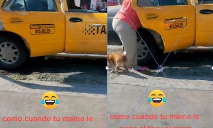 Imagina vivir en Suiza y perderte al perrito de Saltillo que usa el taxi para volver a casa