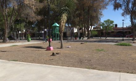 Obliga plaga a talar árboles en la Plaza del Compositor de Saltillo