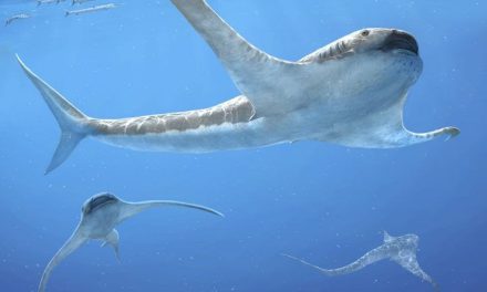 Descubren tiburón con aletas de mantarraya que habitó en México