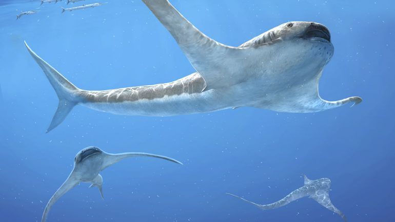 Descubren tiburón con aletas de mantarraya que habitó en México