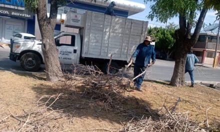 Revisan arbolado en Torreón