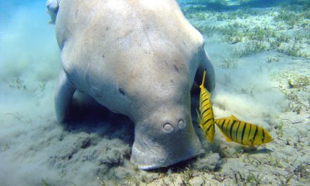 Declaran extinto al dugongo; era de los gigantes sirenios más mansos del océano