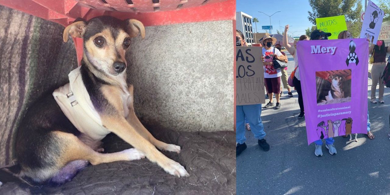 Exigen justicia para ‘Mery’ perrita apuñalada el pasado fin de semana en Saltillo (Video)