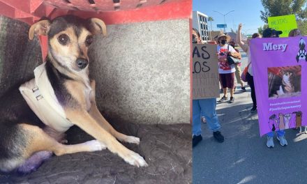 Exigen justicia para ‘Mery’ perrita apuñalada el pasado fin de semana en Saltillo (Video)
