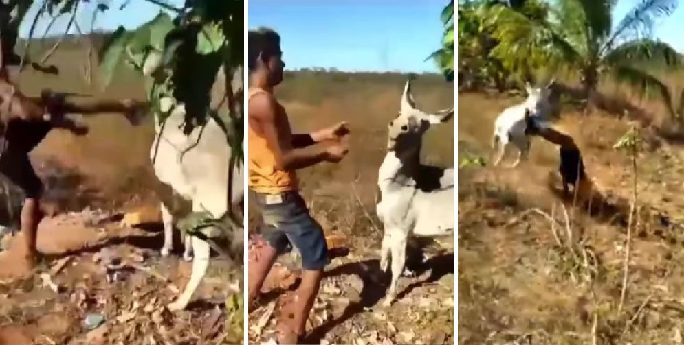 ¡Qué burro! Hombre golpea a burro y recibe ‘karma instantáneo’ (video)