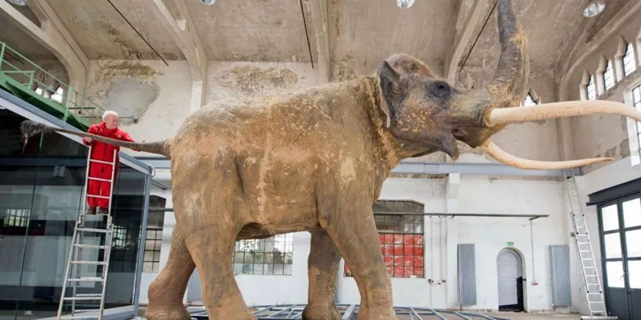 Descubren en Israel un colmillo de elefante de hace medio millón de años