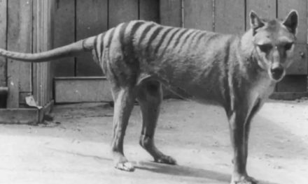 El multimillonario plan para revivir al tigre de Tasmania