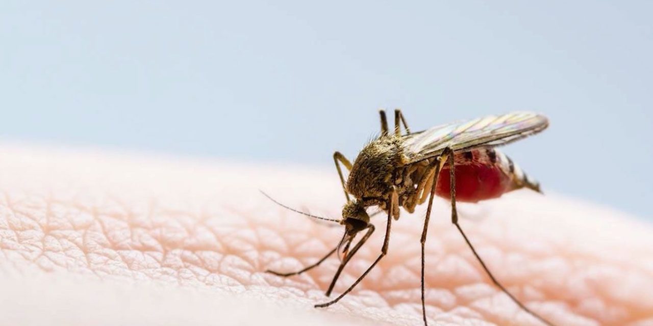 Iniciarán acciones contra el dengue en Coahuila