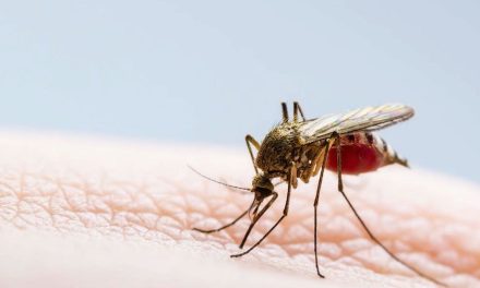 Iniciarán acciones contra el dengue en Coahuila