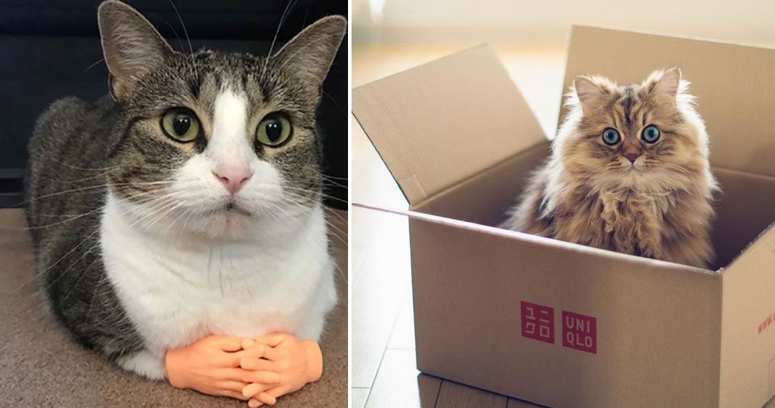¿Por qué se celebra el Día Internacional del Gato el 8 de agosto?