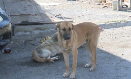El problema de la Rickettsiosis se puede agravar en Saltillo