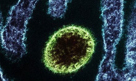 ¡Alerta en el mundo! Detectan en China 35 casos de un nuevo virus de origen animal