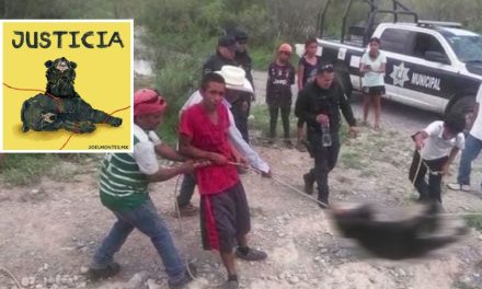 Investiga PROFEPA muerte de osezno en Castaños, Coahuila; causa indignación nacional