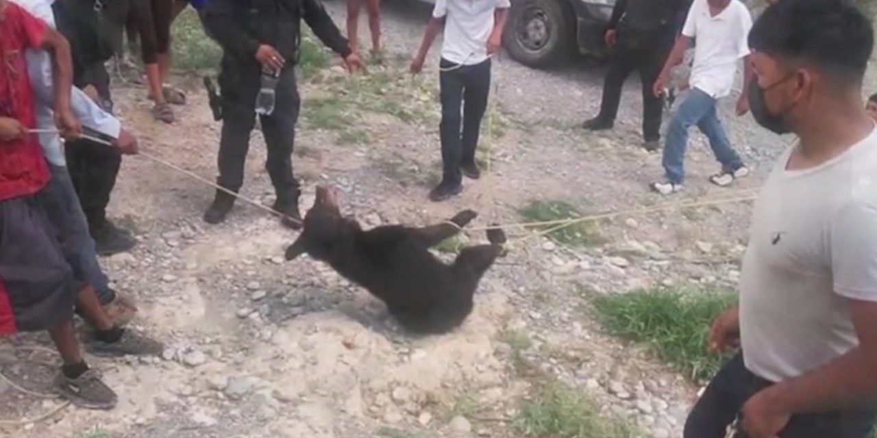 Procuraduría de protección al ambiente de Coahuila interpone denuncia por muerte de osezno
