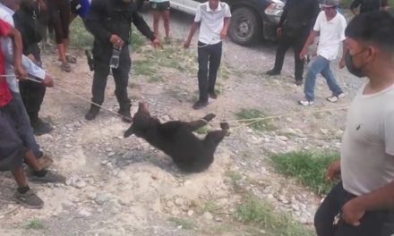 Procuraduría de protección al ambiente de Coahuila interpone denuncia por muerte de osezno