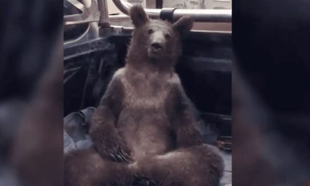 Oso come miel alucinógena, queda drogado y se pone sensible al ser rescatado (video)