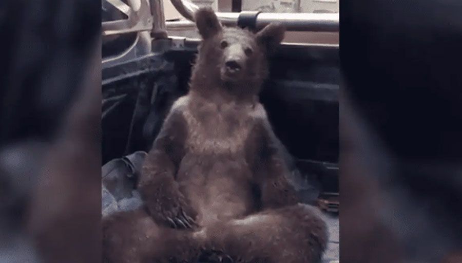 Oso come miel alucinógena, queda drogado y se pone sensible al ser rescatado (video)