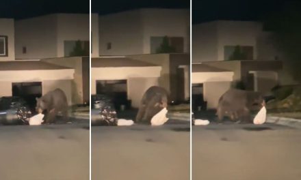 ¡Qué oso! Enorme oso negro es captado deambulando en colonia de Monterrey (videos)