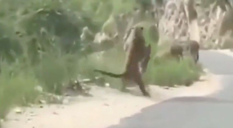Imágenes fuertes: Pantera sale de un barranco y ataca a un burro que se encontraba en una carretera de NL