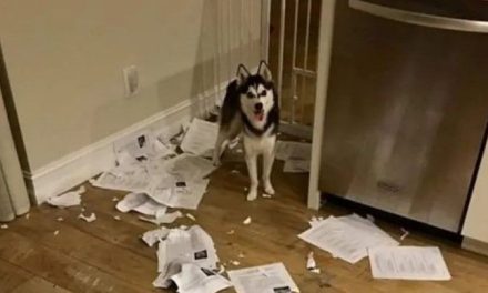 En una realidad alterna… Maestro afirma que su perro se comió las tareas de sus alumnos