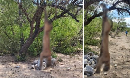 Ahora un puma es torturado en Coahuila; hallan cuerpo colgado