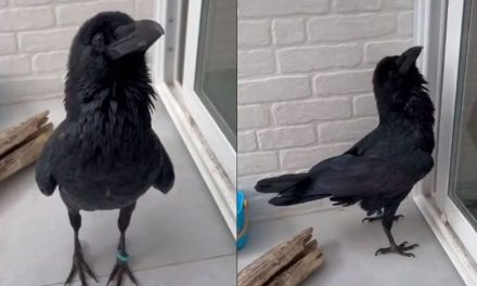 Conoce a ‘Vanta’ una cuerva que se volvió viral en TikTok por su voz sexy
