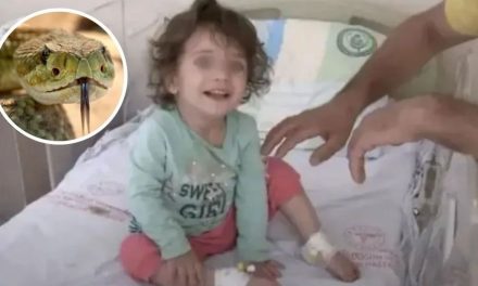 Niña de dos años mató a mordidas a una serpiente que la mordió primero
